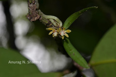 Smithsonia straminea